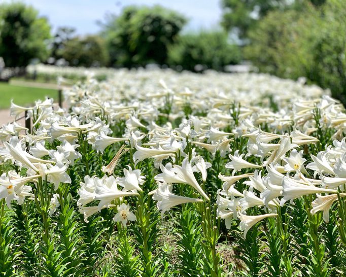 梅雨の晴れ間に、初夏の香り 白ユリが満開の池田城跡公園