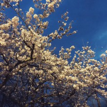 旧細河小学校で夜桜の会が開催されていました。