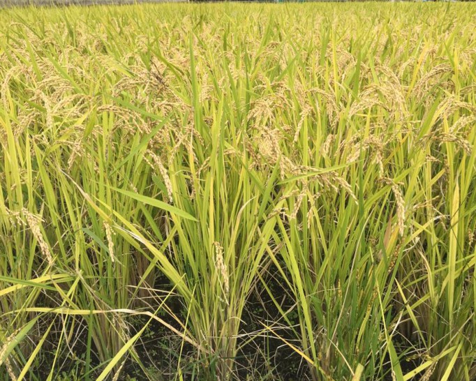 池田の田んぼで、無農薬で育てたお米。子どもたちと稲刈りをしてきました♪