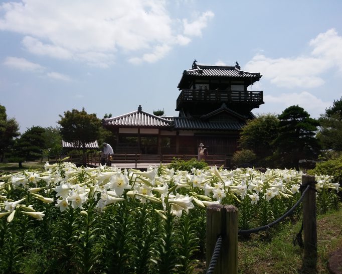 満開の白ゆりを見に池田城跡公園に行ってきました!