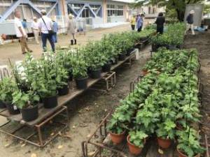 しぶたに学園 渋谷中学校「菊サークル活動」