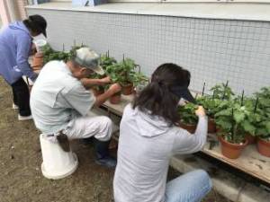 しぶたに学園 渋谷中学校「菊サークル活動」
