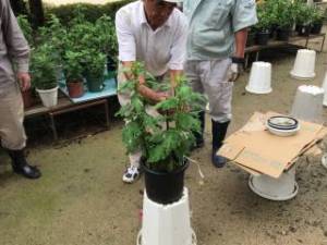 しぶたに学園 渋谷中学校「菊サークル活動」