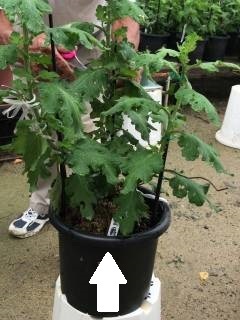 しぶたに学園 渋谷中学校「菊サークル活動」