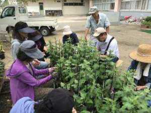 しぶたに学園 渋谷中学校「菊サークル活動」