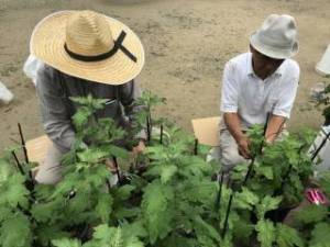 しぶたに学園 渋谷中学校「菊サークル活動」