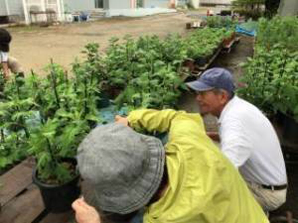しぶたに学園 渋谷中学校「菊サークル活動」