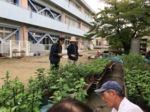 しぶたに学園 渋谷中学校「菊サークル活動」