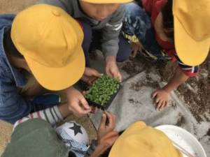きたてしま学園 北豊島小学校「花いっぱいプロジェクト」
