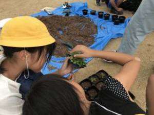きたてしま学園 北豊島小学校「花いっぱいプロジェクト」