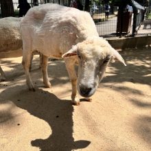 夏を前にスッキリした姿に（五月山動物園）
