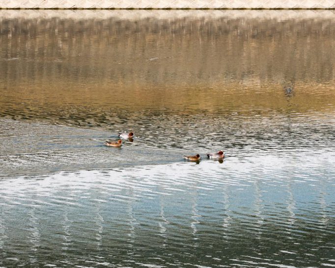 こどもや初心者もできる身近な野鳥観察 冬の猪名川で野鳥にであおう！