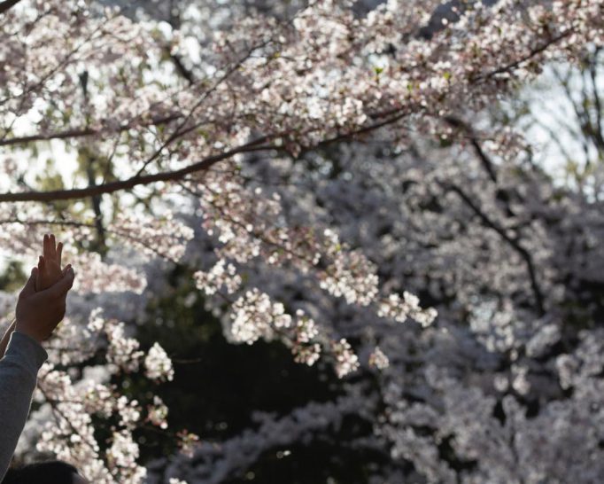 おさんぽ花見にピッタリ！ 桜満開の五月山公園