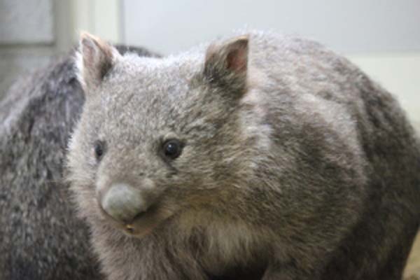 【愛称募集】池田市が五月山動物園に新たに仲間入りした3頭のウォンバットの愛称を募集しています。