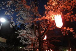 五月山の夜桜照明を見に行こう!
