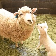 五月山動物園で小さな仲間が誕生！