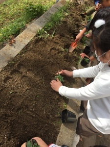 いしばし学園 石橋南小学校「花いっぱいプロジェクト」出荷式
