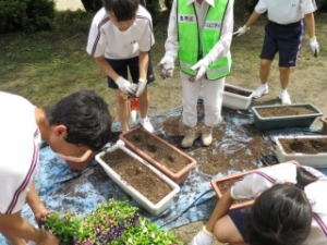しぶたに学園 渋谷中学校『花いっぱいプロジェクト』