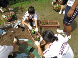 しぶたに学園 渋谷中学校『花いっぱいプロジェクト』