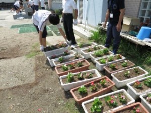 しぶたに学園 渋谷中学校『花いっぱいプロジェクト』
