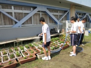 しぶたに学園 渋谷中学校『花いっぱいプロジェクト』