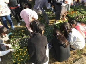 いけだ学園 呉服小学校「花いっぱいプロジェクト」