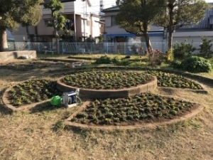 いけだ学園 呉服小学校「花いっぱいプロジェクト」
