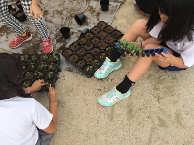 きたてしま学園神田小学校『花いっぱいプロジェクト』の取り組み