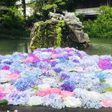 久安寺の池の水面に浮かぶ色とりどりのアジサイ