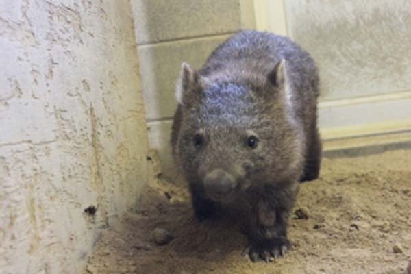 【愛称募集】池田市が五月山動物園に新たに仲間入りした3頭のウォンバットの愛称を募集しています。