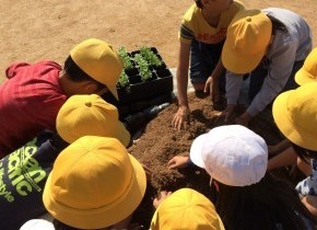 きたてしま学園北豊島小学校『花いっぱいプロジェクト』の取り組み