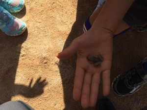 きたてしま学園北豊島小学校『花いっぱいプロジェクト』の取り組み