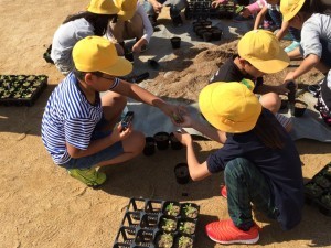 きたてしま学園北豊島小学校『花いっぱいプロジェクト』の取り組み