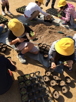 きたてしま学園北豊島小学校『花いっぱいプロジェクト』の取り組み