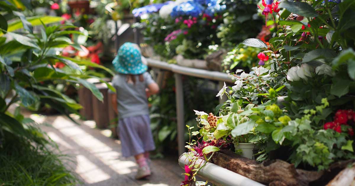 おもしろい めずらしい熱帯植物がたくさん 五月山緑地都市緑化植物園 大阪府池田市の子育てを応援する Kodomotoいけだ 子供と池田 コドモト