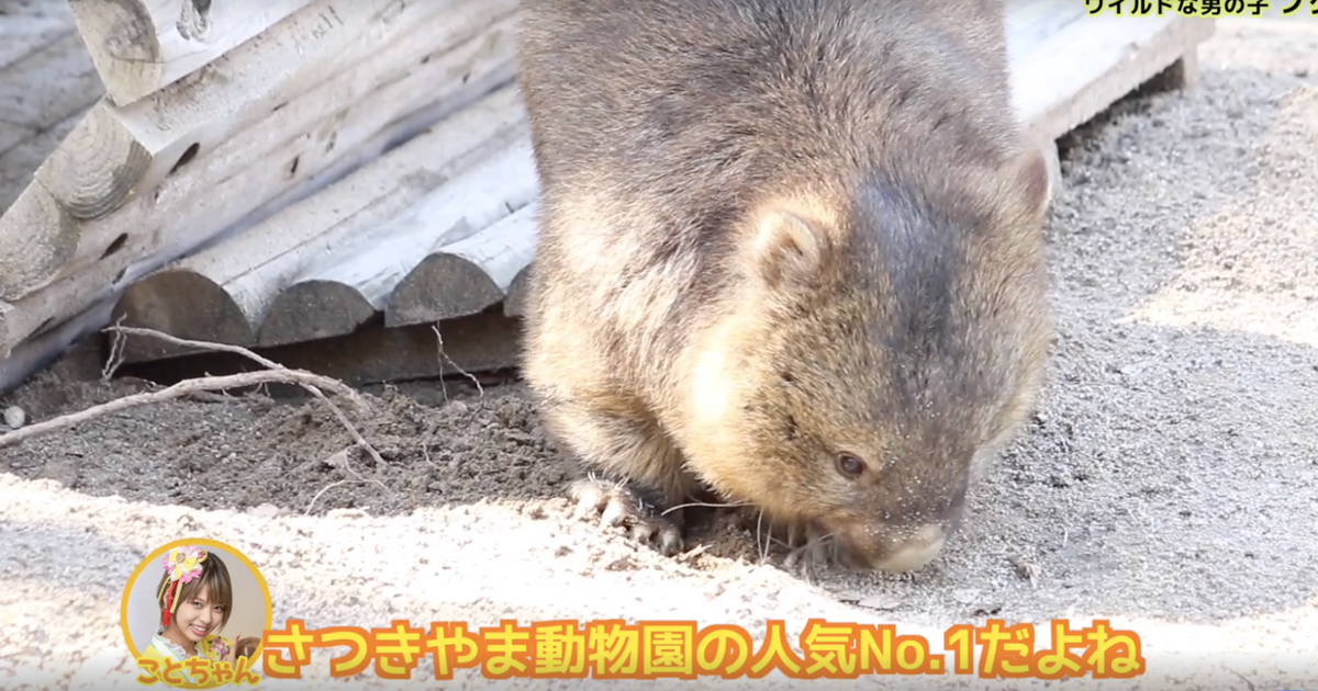 五月山動物園のウォンバットを紹介 ウォンバットに会いにいこう フク編 大阪府池田市の子育てを応援する Kodomotoいけだ 子供と池田 コドモト