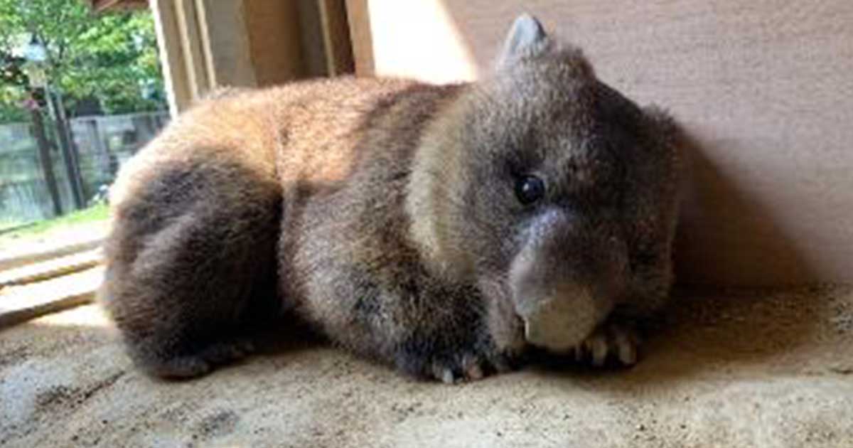五月山動物園の人気者ウォンバット ワイン が 史上最高齢の飼育されたウォンバットとしてギネス世界記録へ挑戦します 大阪府池田市の子育てを応援する Kodomotoいけだ 子供と池田 コドモト 五月山動物園の人気者ウォンバット ワイン が 史上最高齢の飼育されたウォンバットとしてギネス世界記録へ挑戦します 大阪府池田市の子育てを応援する Kodomotoいけだ 子供と池田 コドモト