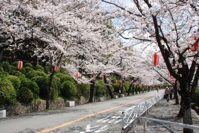 【中止】夜桜で想いを伝えませんか? メッセージ入り提灯『ついーと提灯』募集