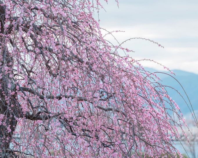 しだれ梅や、紅梅、白梅 春の足音を感じる 池田城跡公園