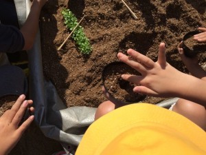 きたてしま学園北豊島小学校『花いっぱいプロジェクト』の取り組み